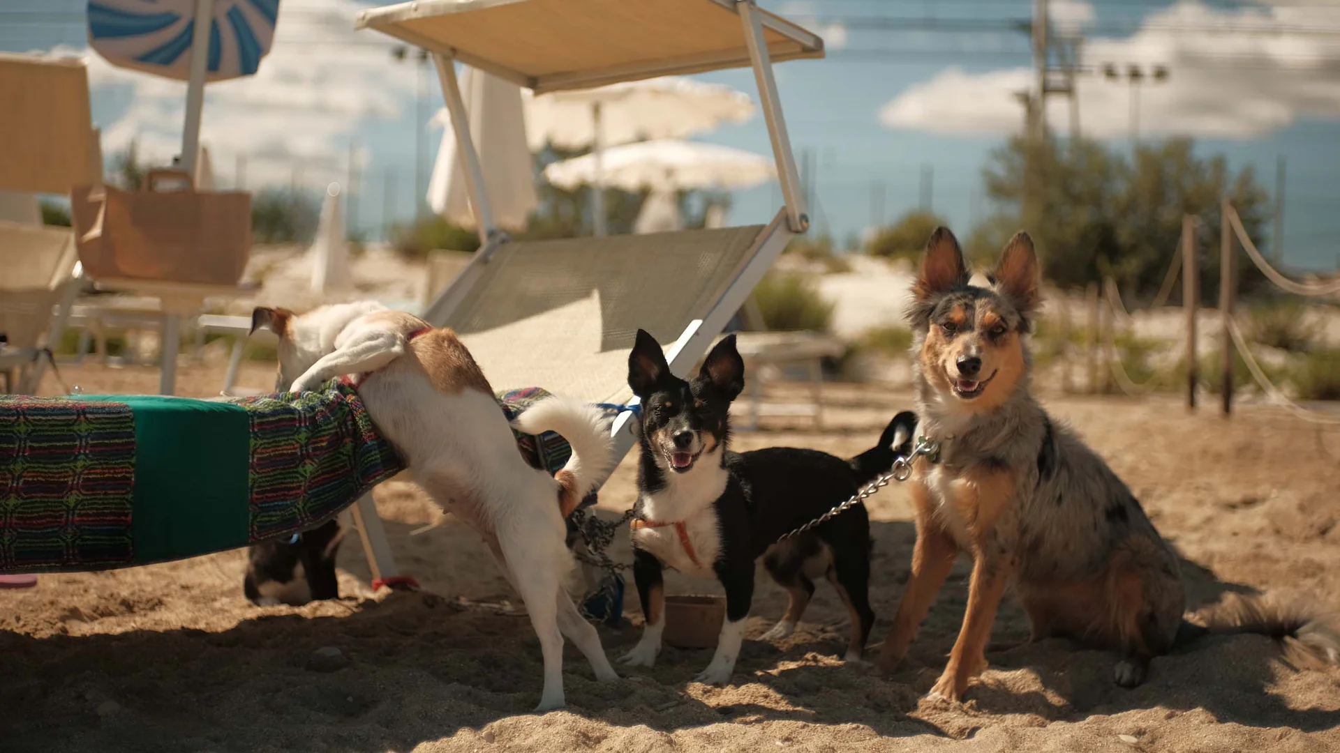 Ferienpark mit Hund in Italien