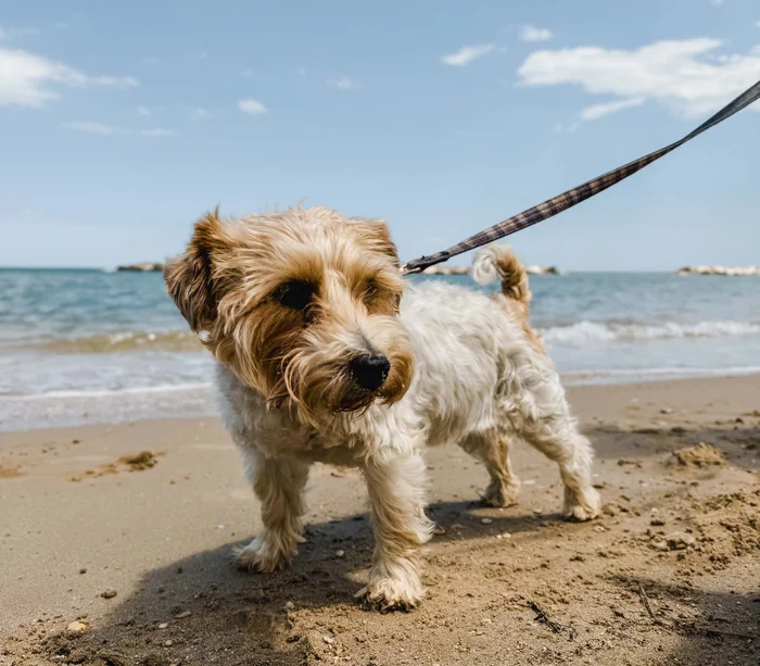braun-weißer hund an leine am sandigen strand am meer