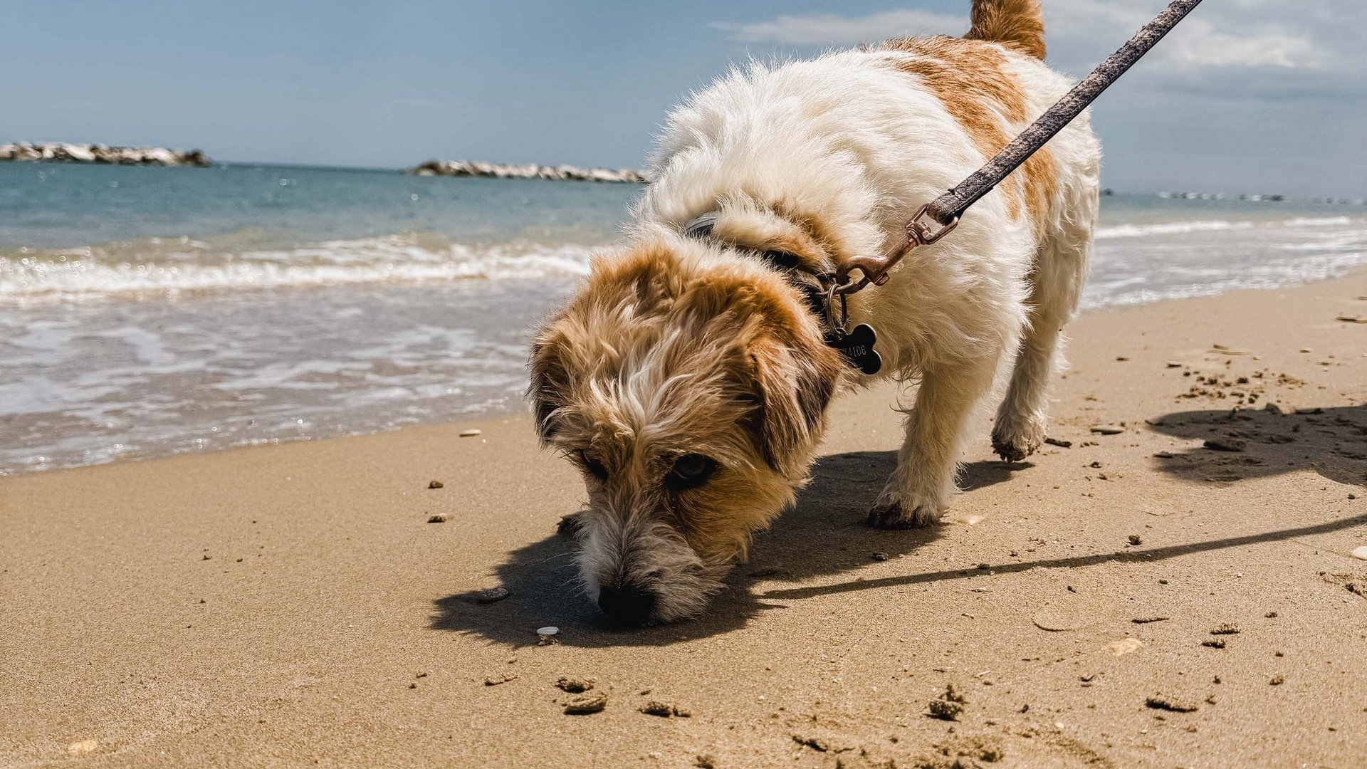 Ferienpark mit Hund in Italien
