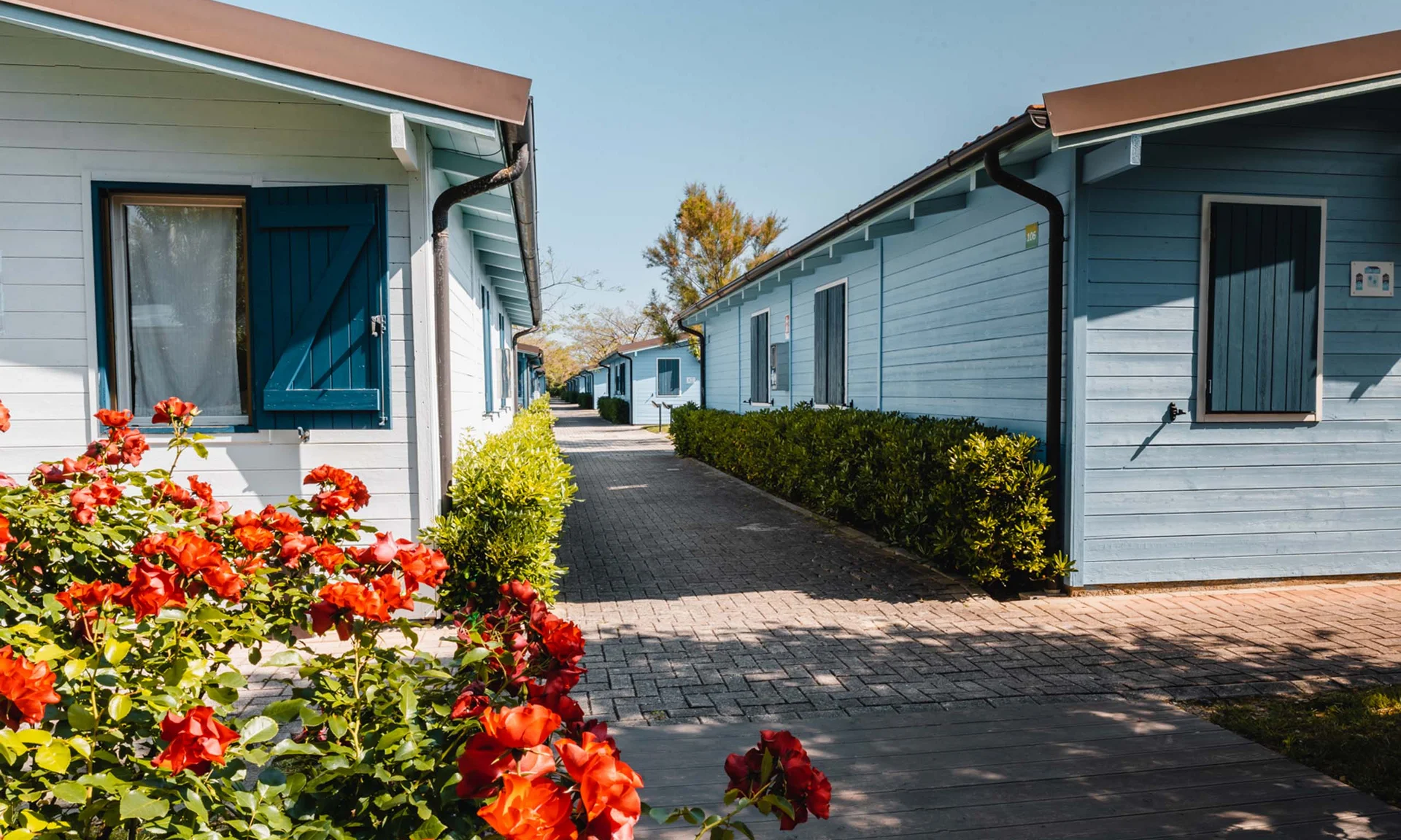 Blaue Häuser mit Fensterläden und roten Rosen entlang eines sonnigen Weges