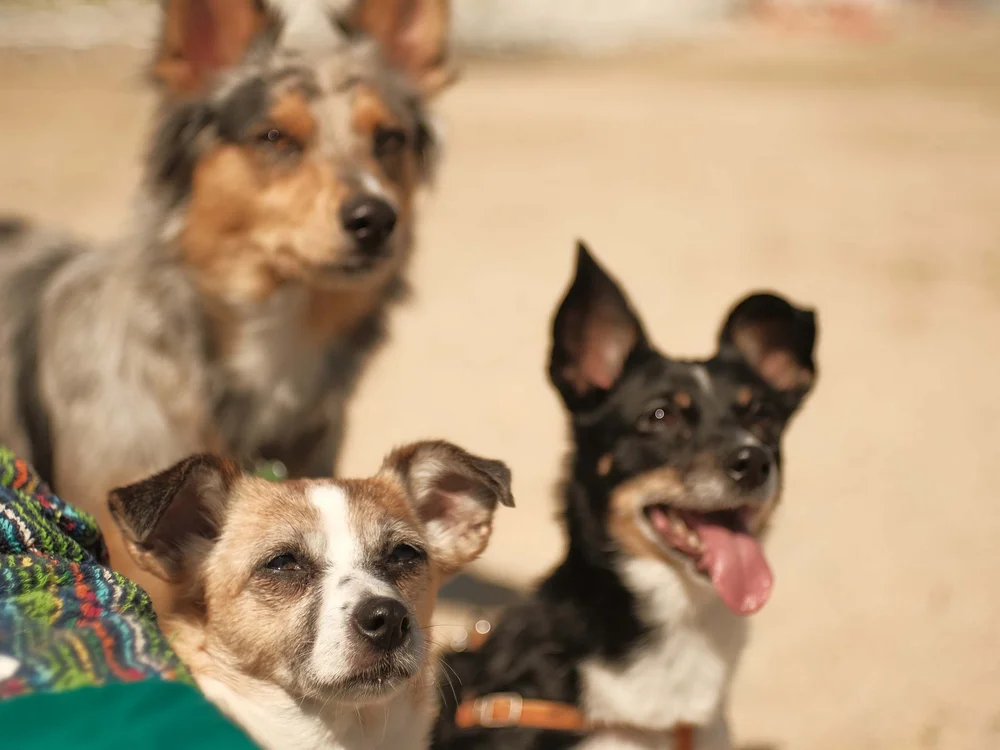 Tre cani su una spiaggia sabbiosa con uno coperto da una coperta colorata
