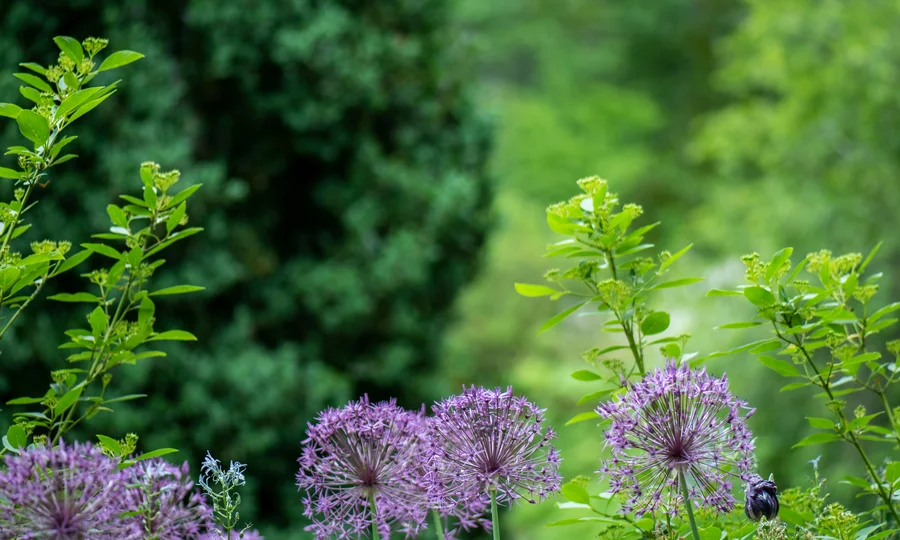 Lila Blumen und grüne Pflanzen in einem blühenden Garten