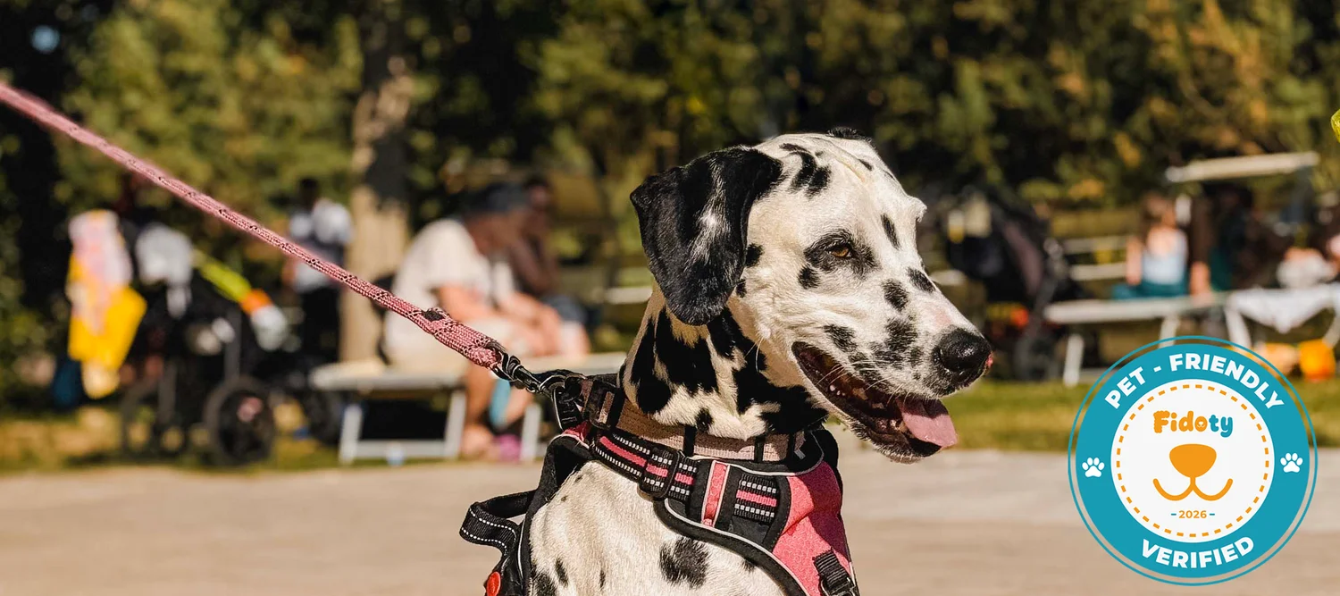 A pet-friendly resort in the Marche region Dalmatian sitting outdoors wearing a red harness and leash