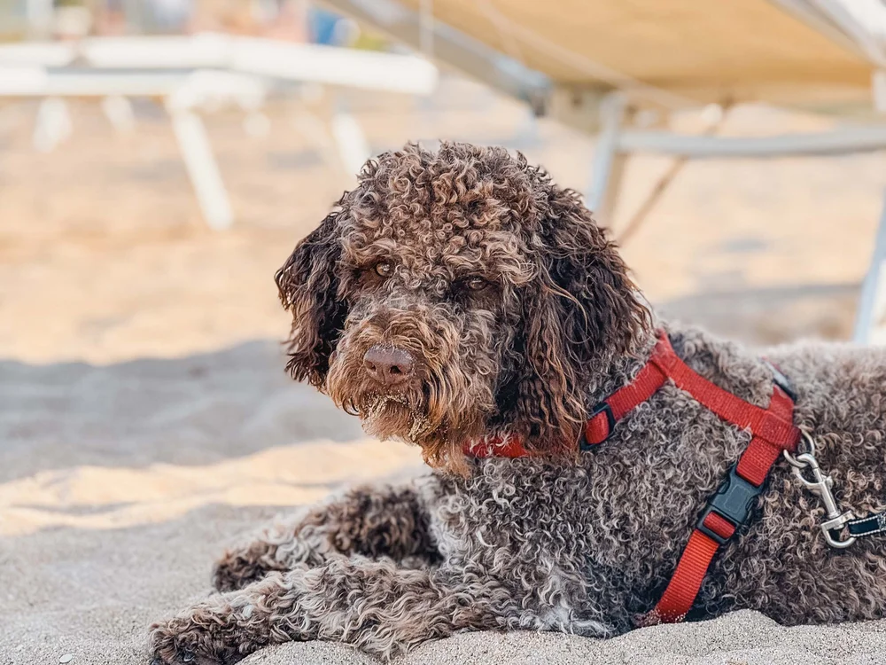 Lockiger brauner Hund mit rotem Geschirr liegt am Sandstrand