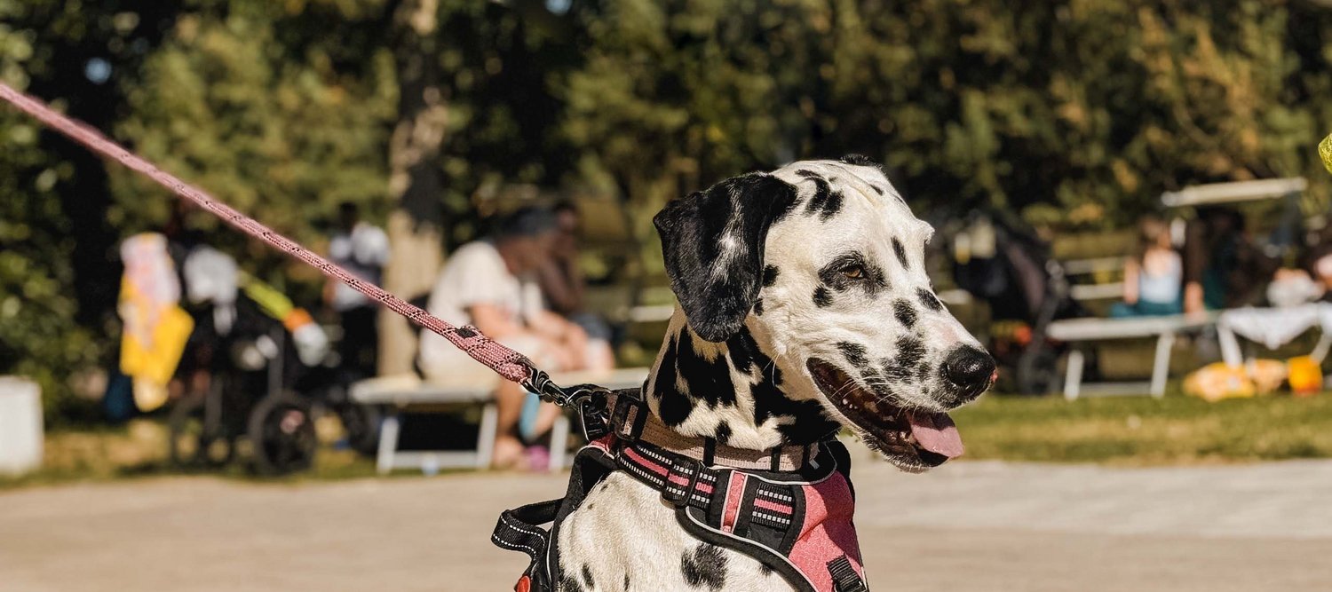 Ferienpark mit Hund in Italien Ferienpark mit Hund in Italien