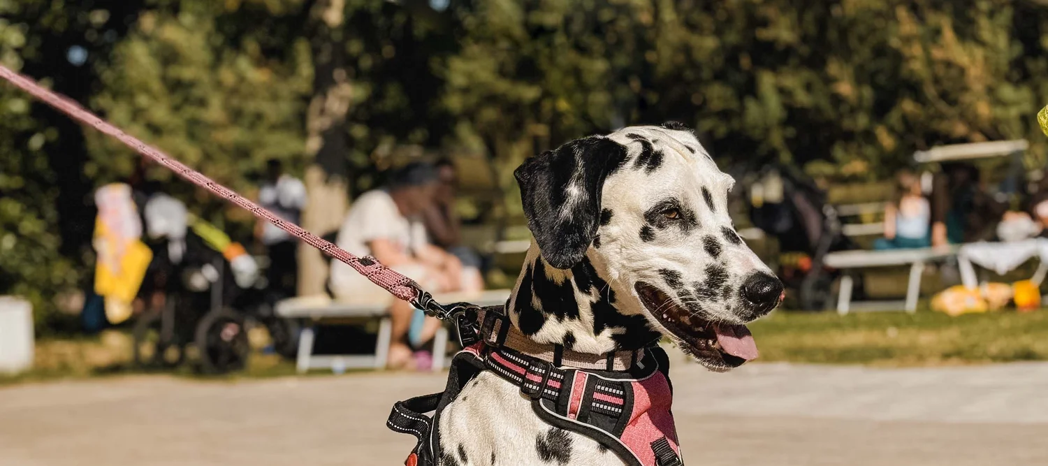 Ferienpark mit Hund in Italien Ferienpark mit Hund in Italien